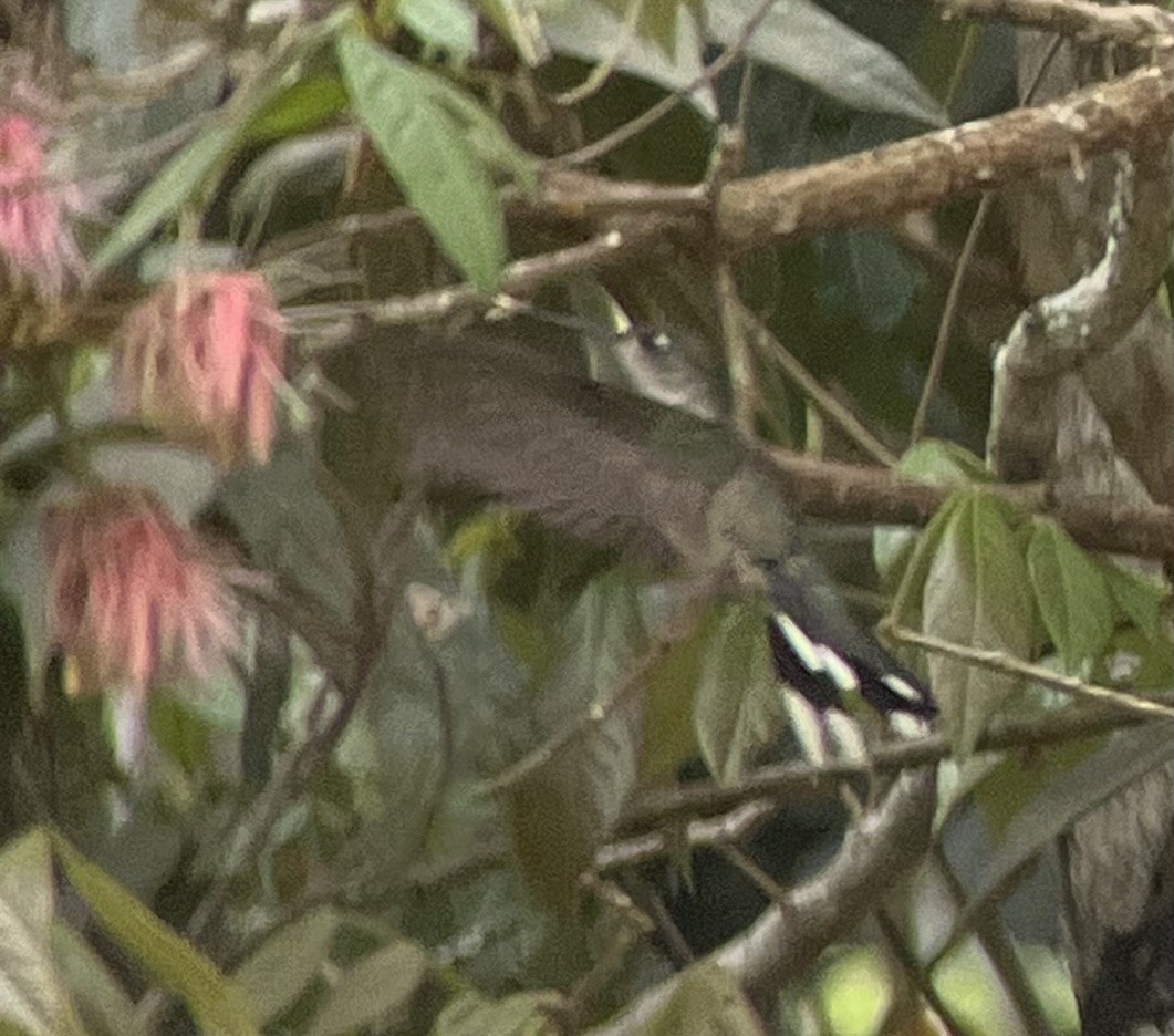 Diamantina Sabrewing - ML628618713