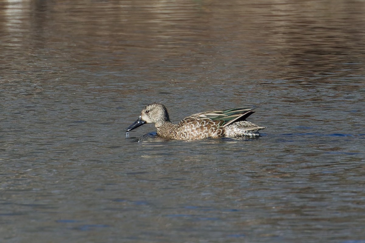 Blue-winged Teal - ML628618761