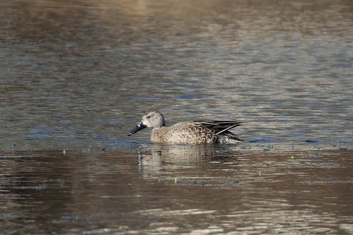 Blue-winged Teal - ML628618762