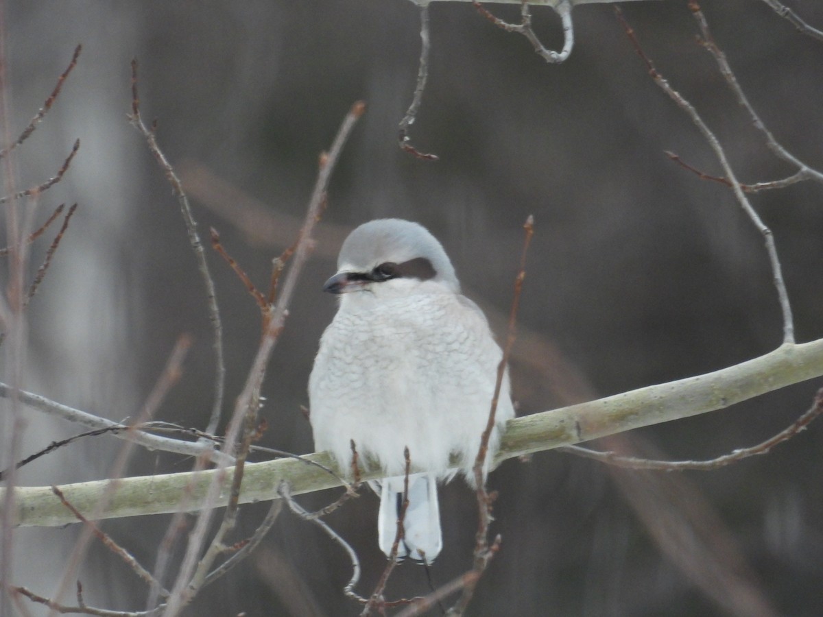 Northern Shrike - ML628618806