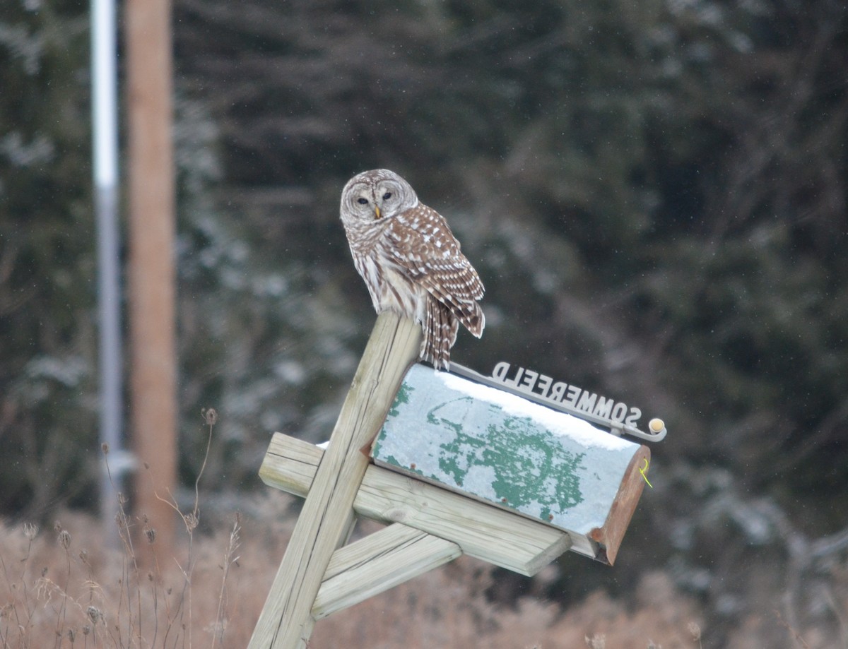 Barred Owl - ML628618943
