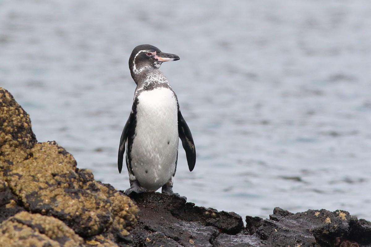 Galapagos Penguin - Michael O'Brien