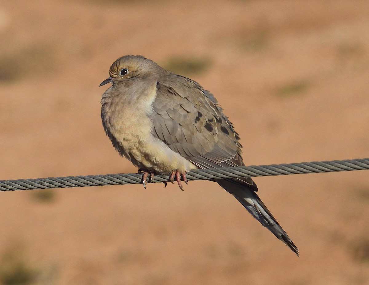 Mourning Dove - ML628619387
