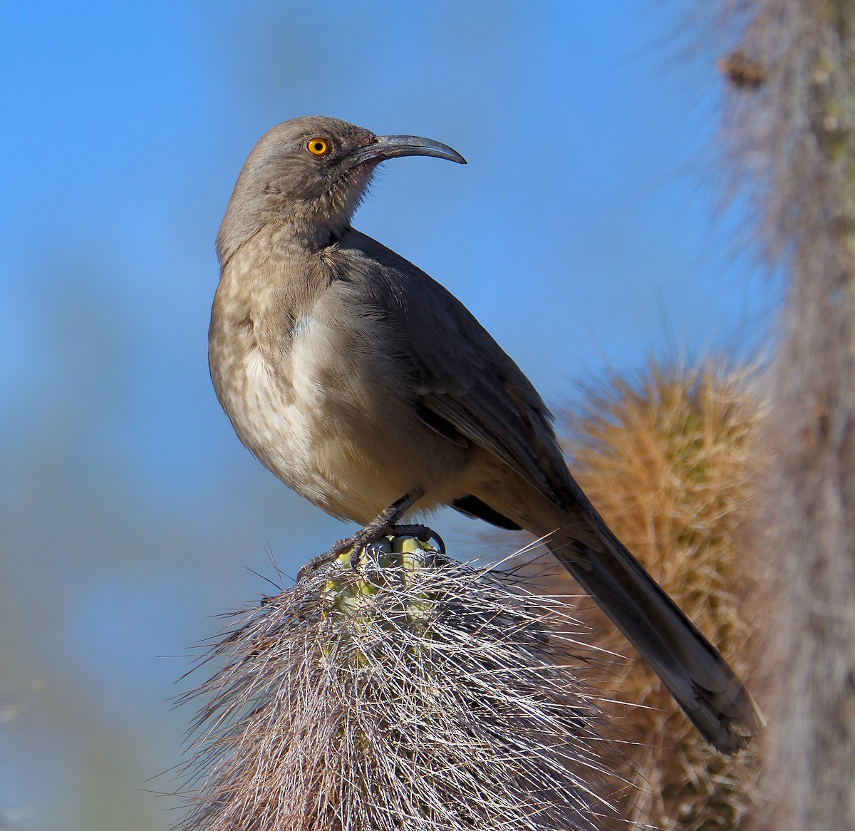 Curve-billed Thrasher (palmeri Group) - ML628619413