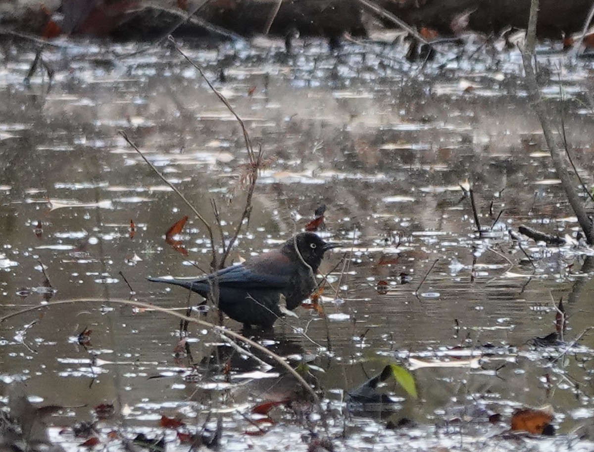 Rusty Blackbird - ML628619441