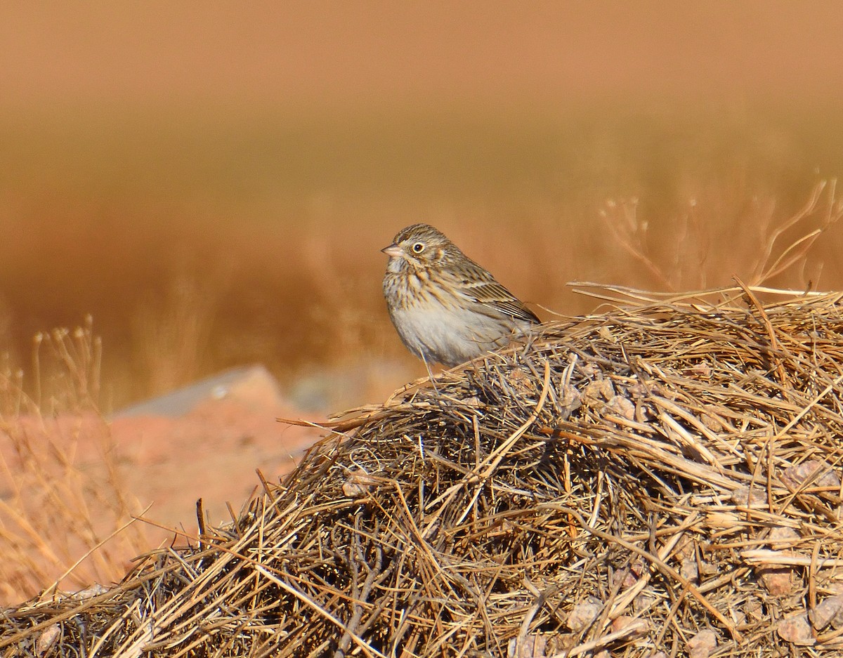 Vesper Sparrow - ML628619454