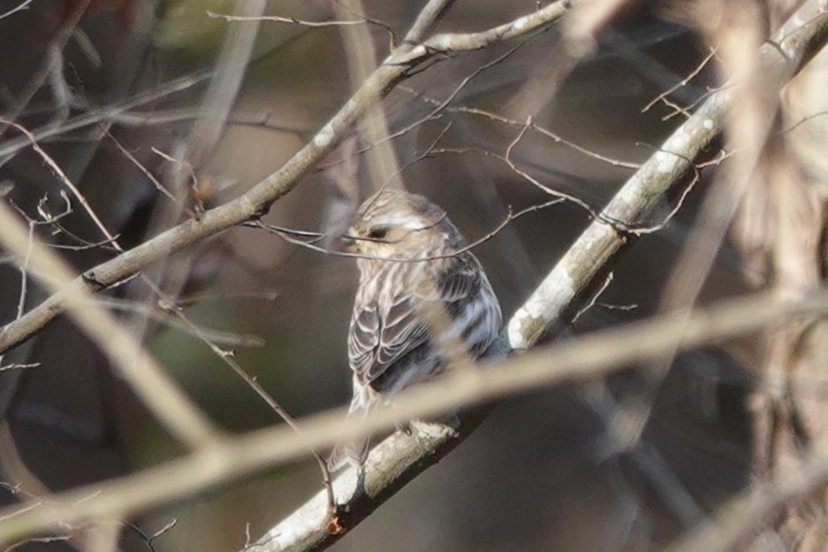 Purple Finch - ML628619519