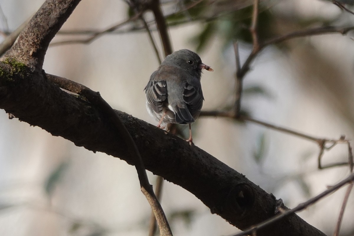 Dark-eyed Junco - ML628619528