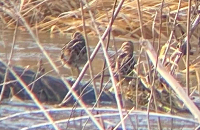 Wilson's Snipe - ML628619541