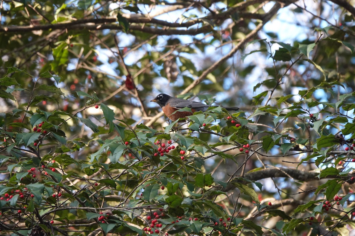 American Robin - ML628619542