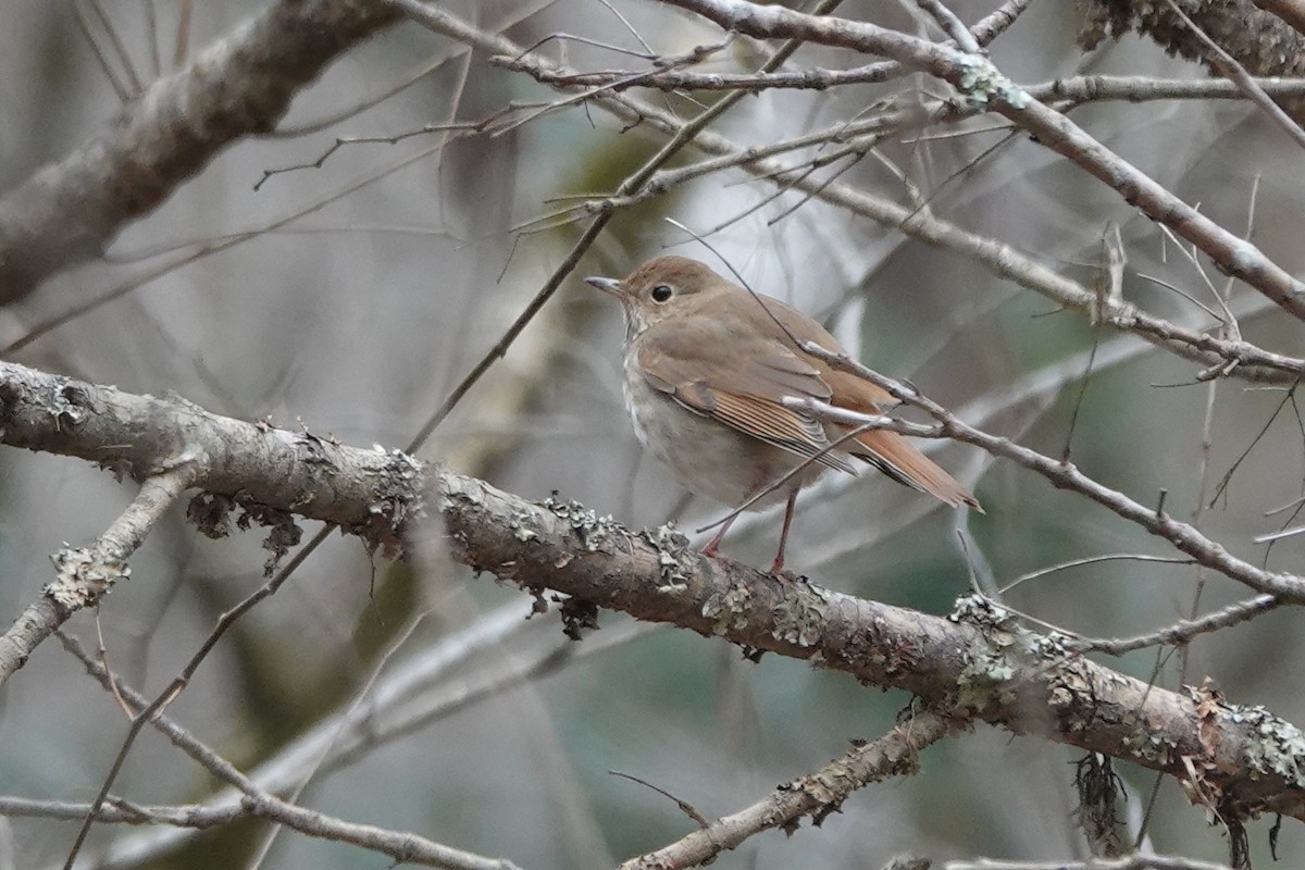 Hermit Thrush - ML628619563