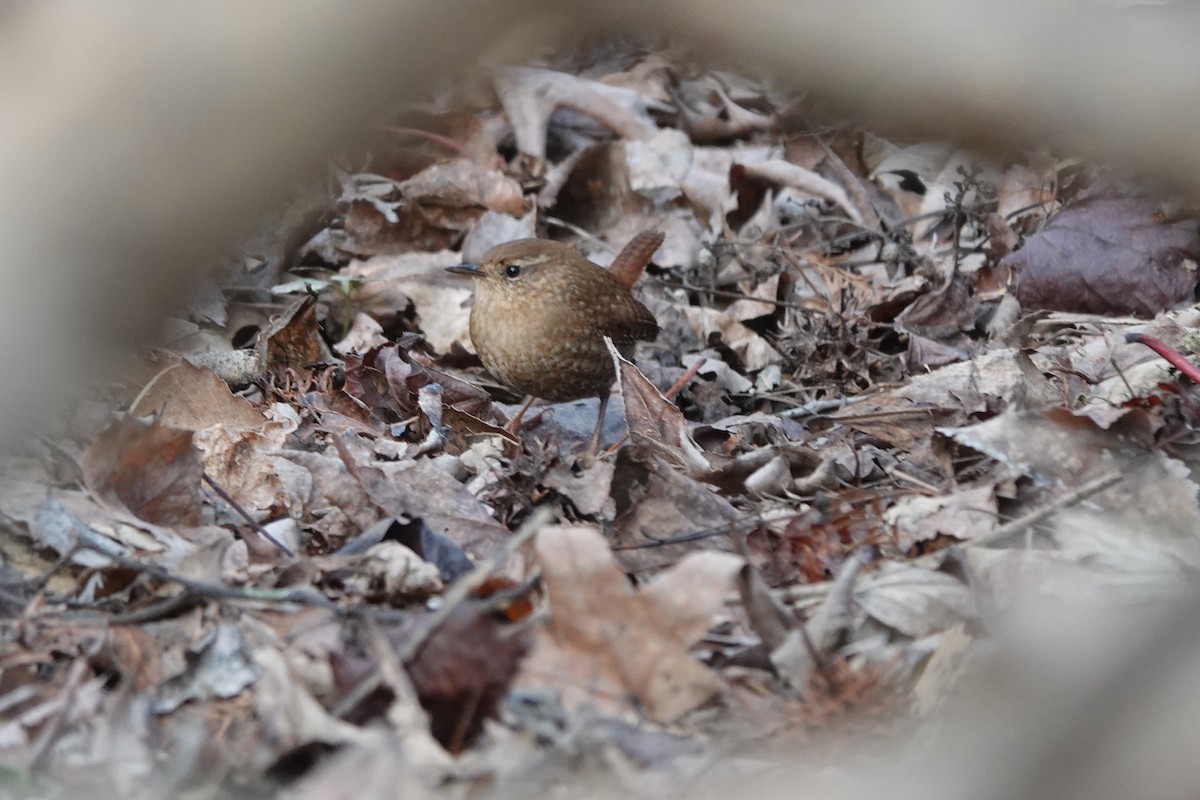 Winter Wren - ML628619572