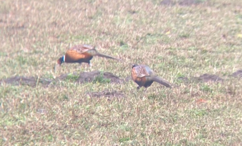 Ring-necked Pheasant - ML628619641