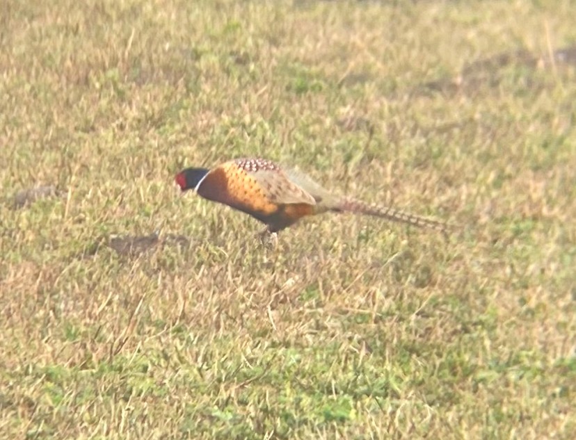 Ring-necked Pheasant - ML628619642
