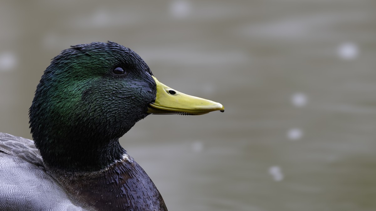 Mallard - ML628619760