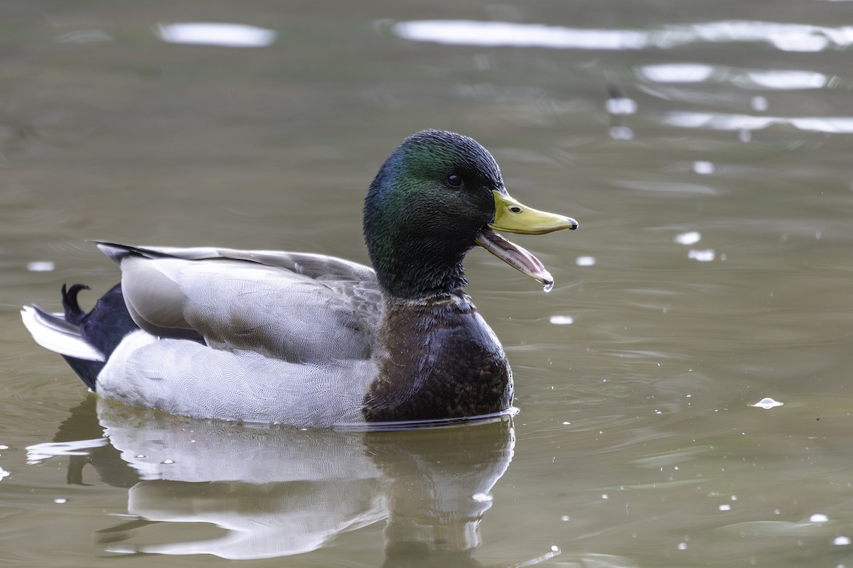 Mallard - ML628619764
