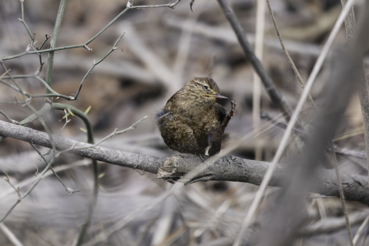 Winter Wren - ML628619767