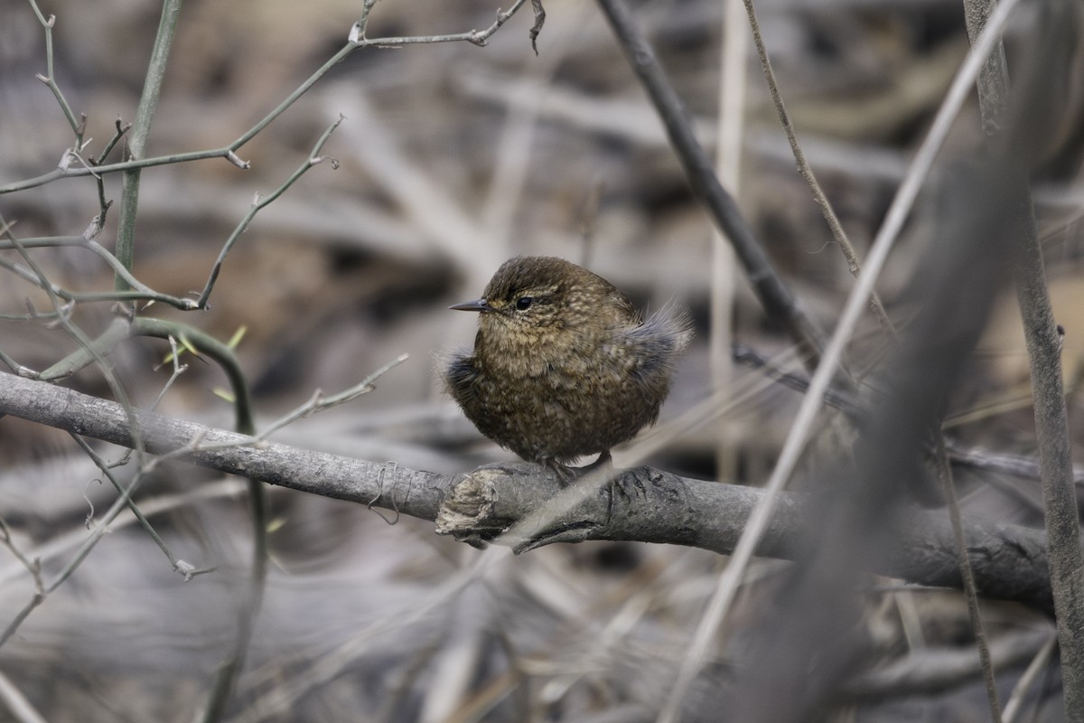 Winter Wren - ML628619768