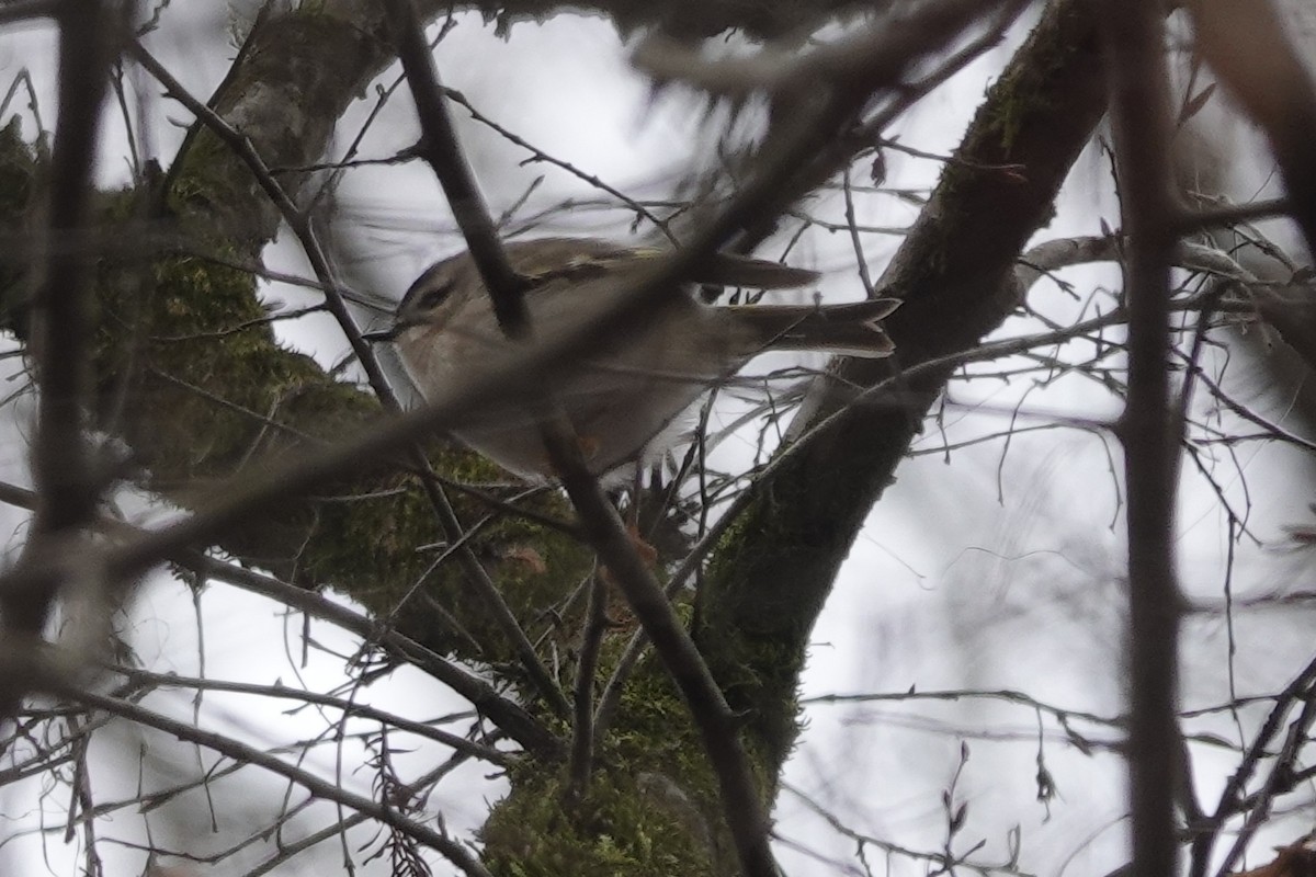 Golden-crowned Kinglet - ML628619779