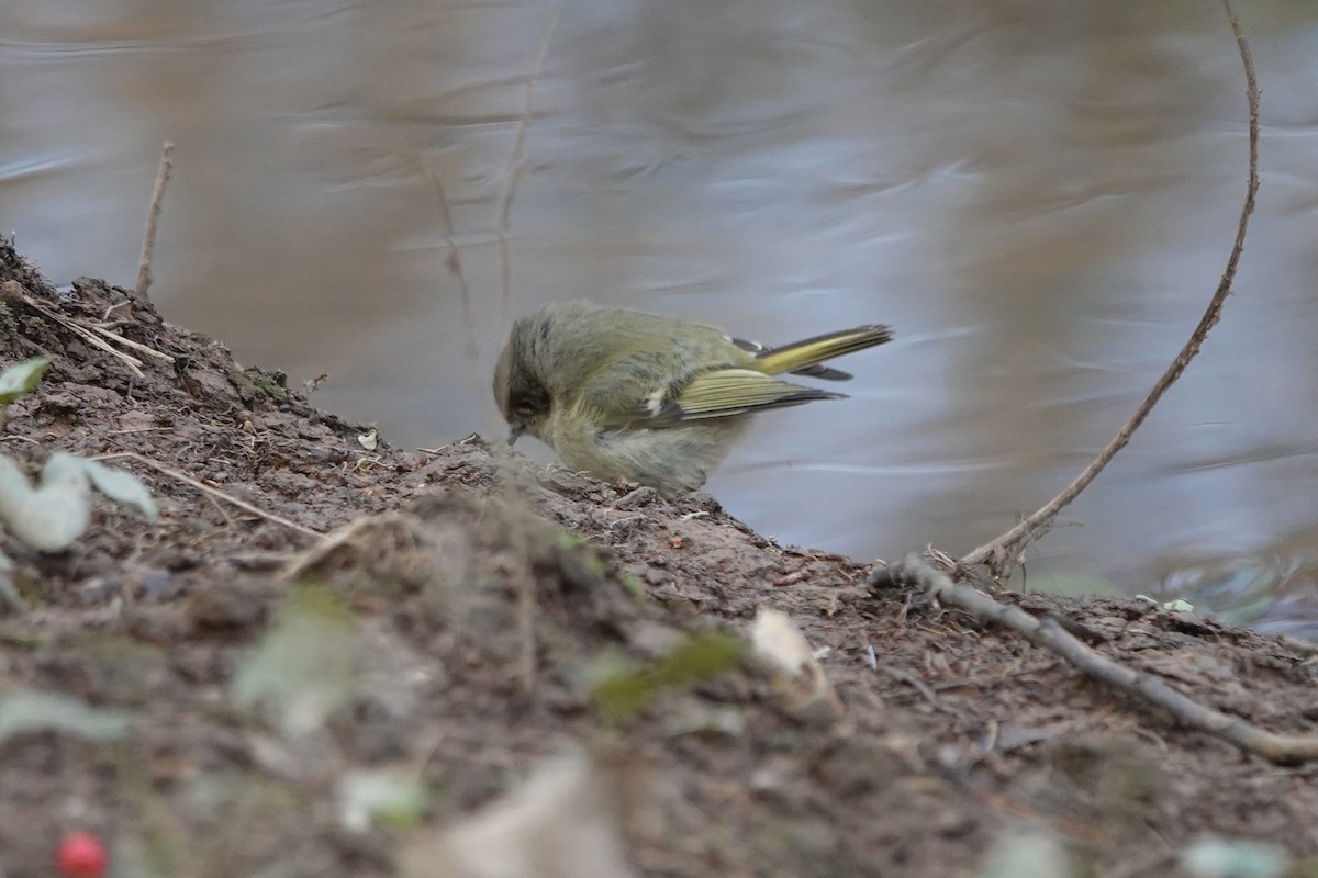 Ruby-crowned Kinglet - ML628619789