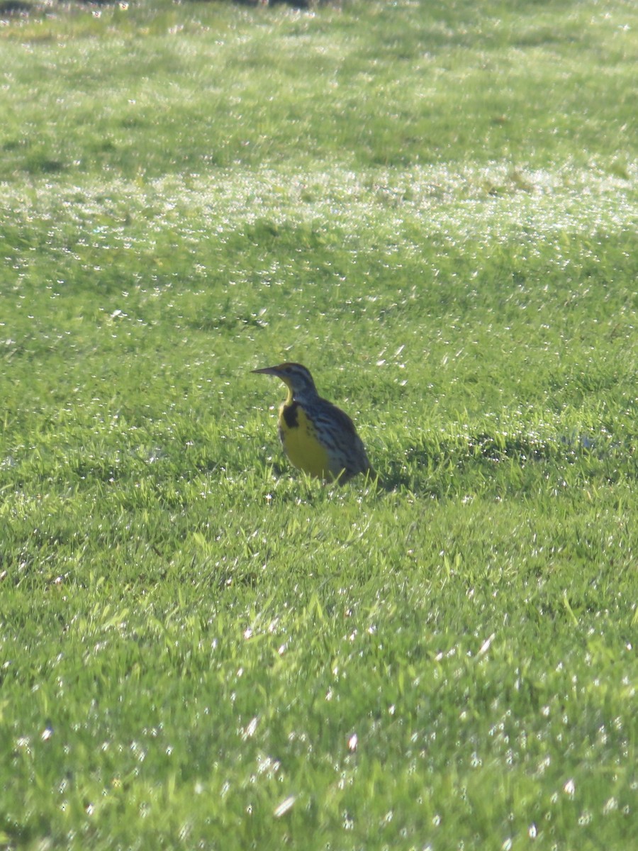 Western Meadowlark - ML628620439