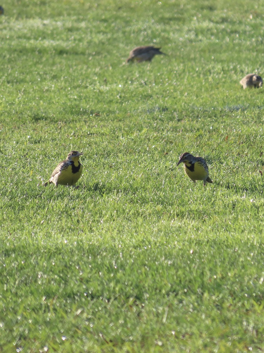 Western Meadowlark - ML628620440