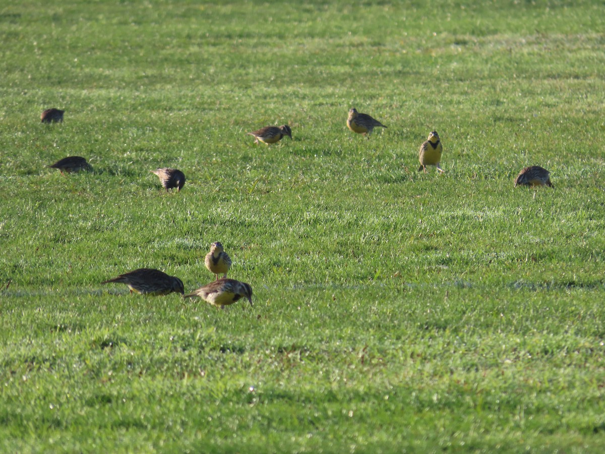 Western Meadowlark - ML628620441