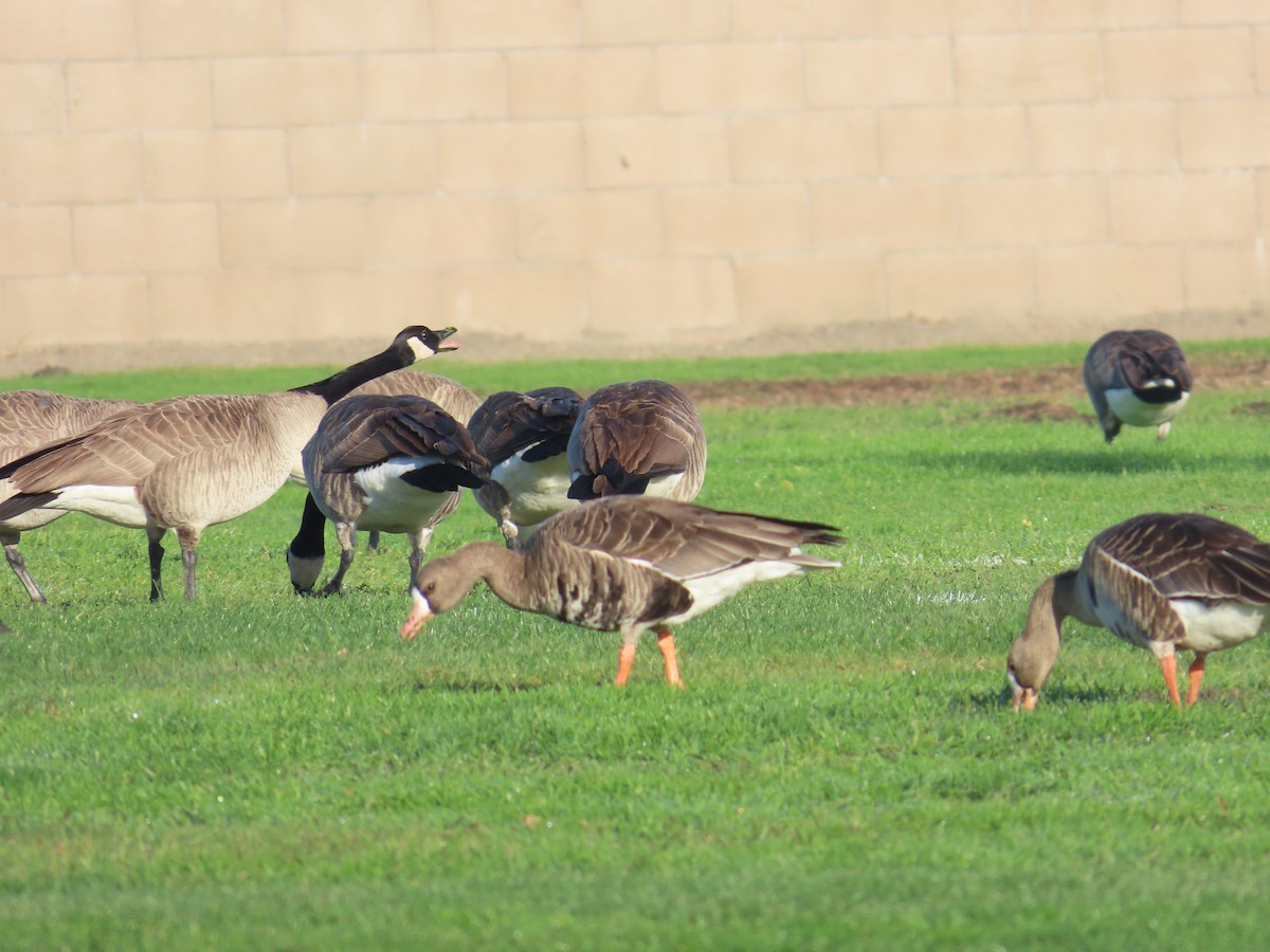 Canada Goose - ML628620469