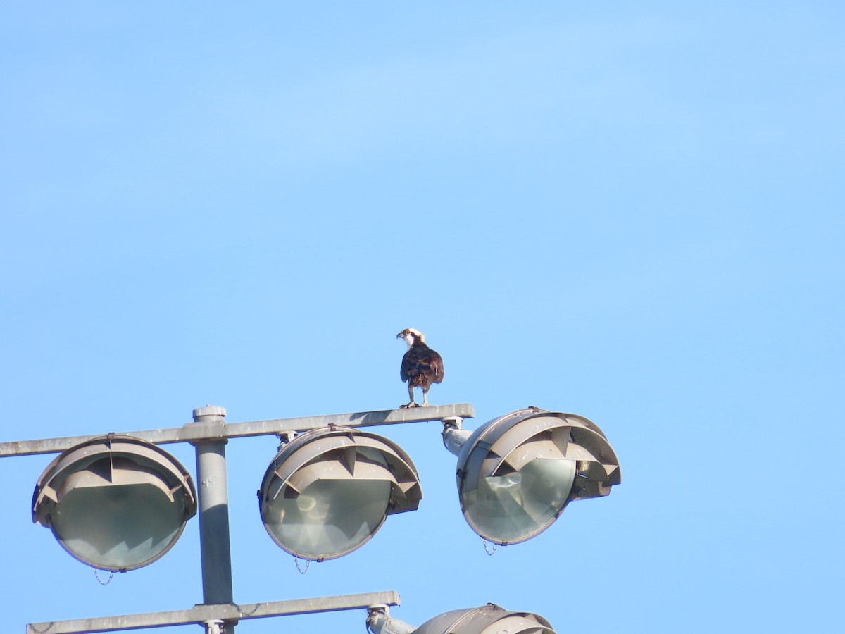 Osprey - ML628620515