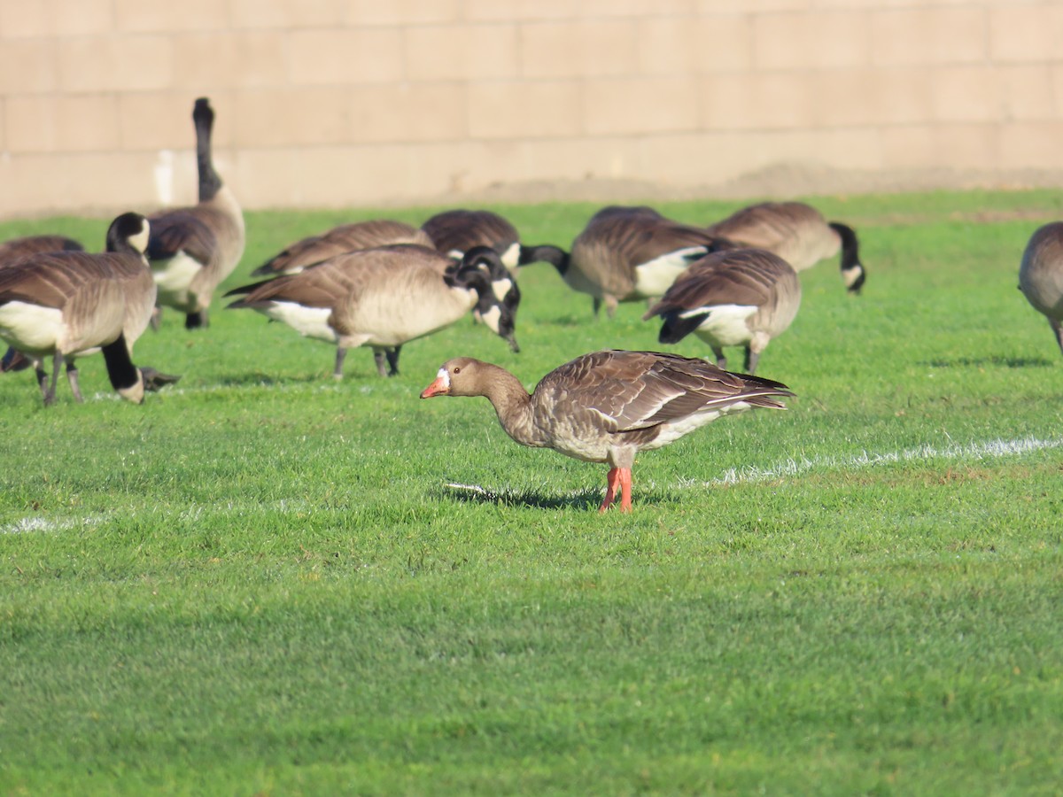 Greater White-fronted Goose - ML628620532