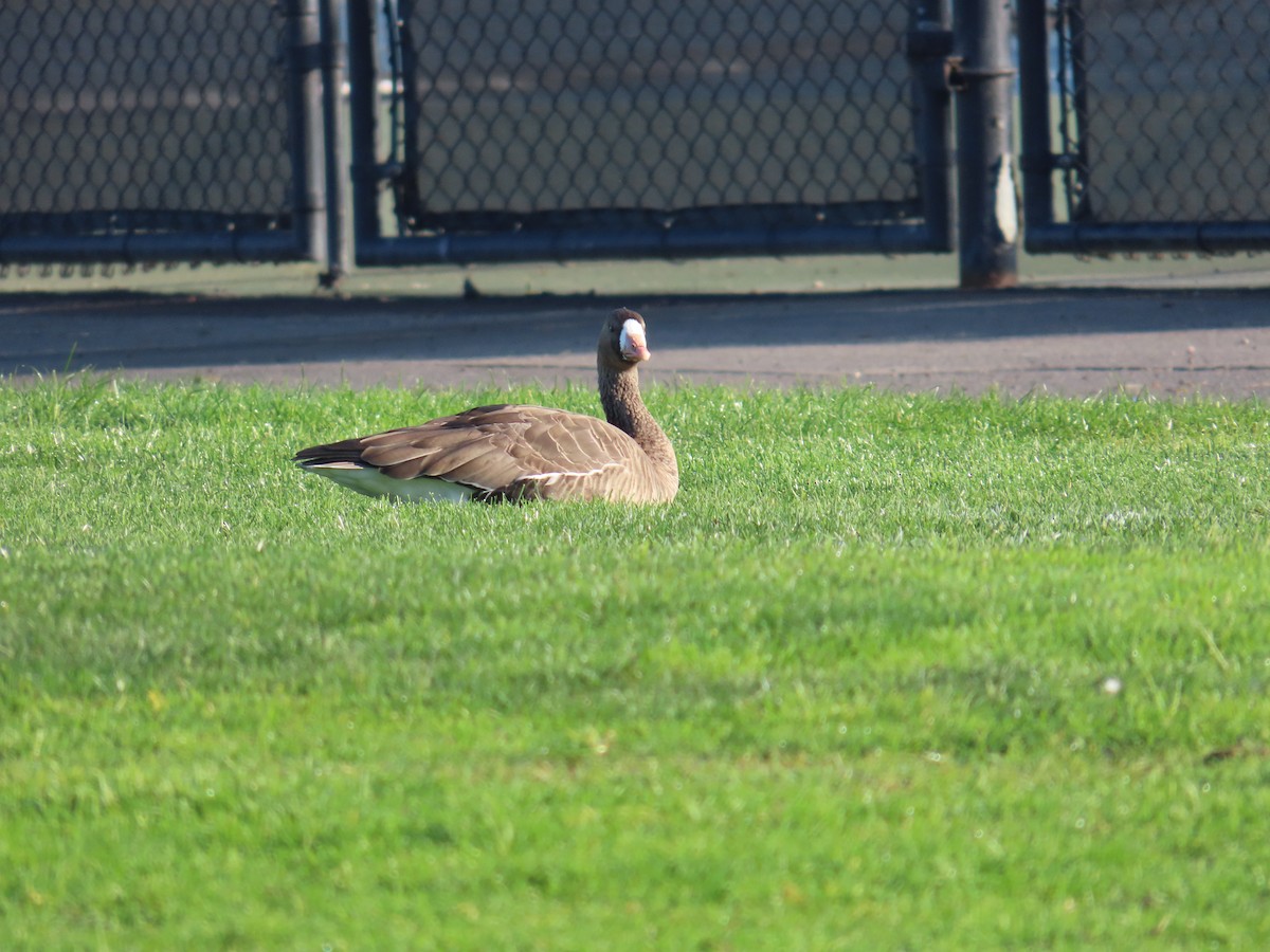 Greater White-fronted Goose - ML628620533