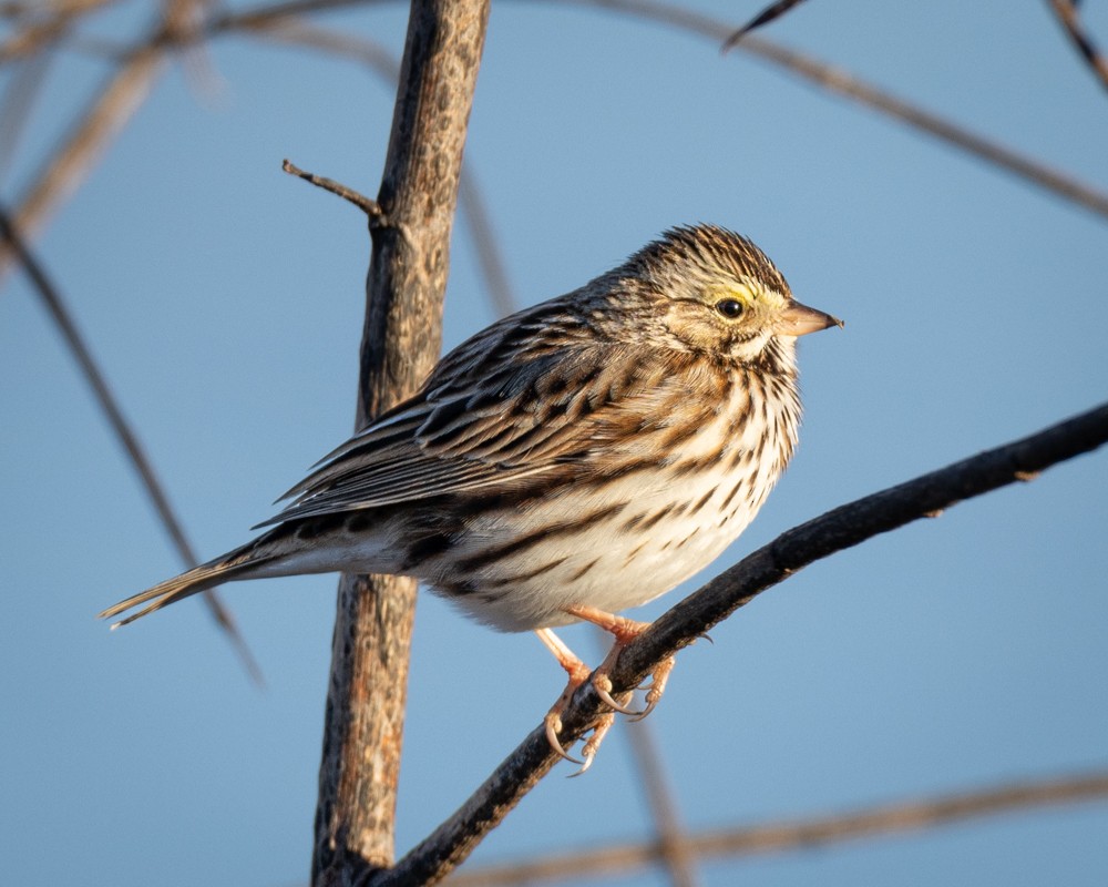 Savannah Sparrow - ML628620622