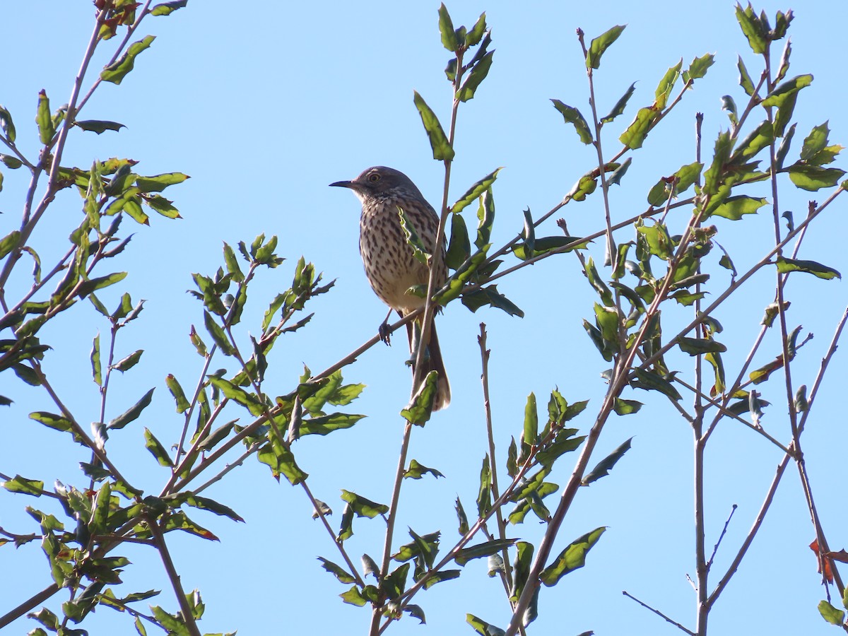 Sage Thrasher - ML628620690
