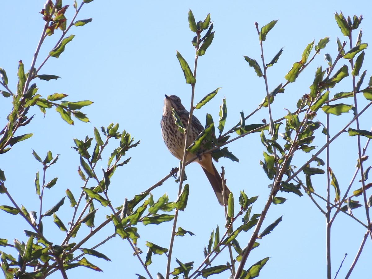 Sage Thrasher - ML628620710
