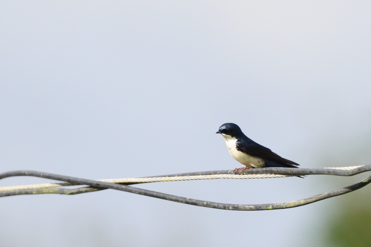 Blue-and-white Swallow - ML628620720
