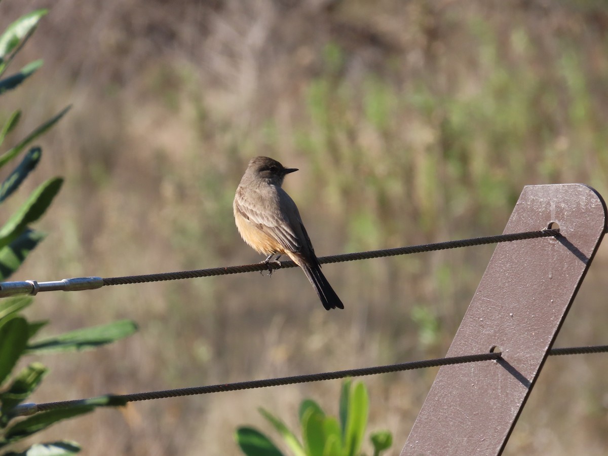 Say's Phoebe - ML628620803