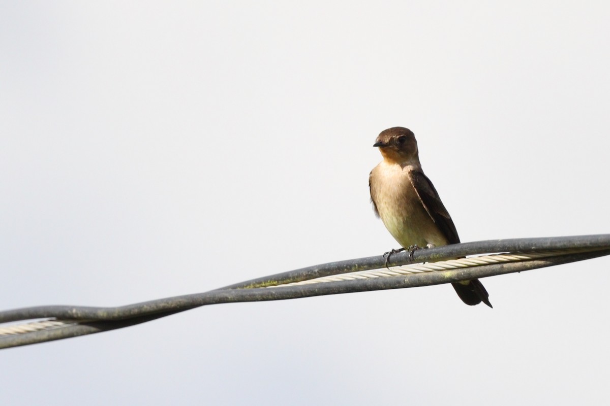 Southern Rough-winged Swallow - ML628620832