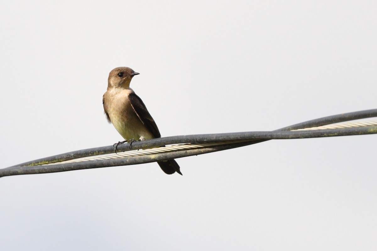 Southern Rough-winged Swallow - ML628620833