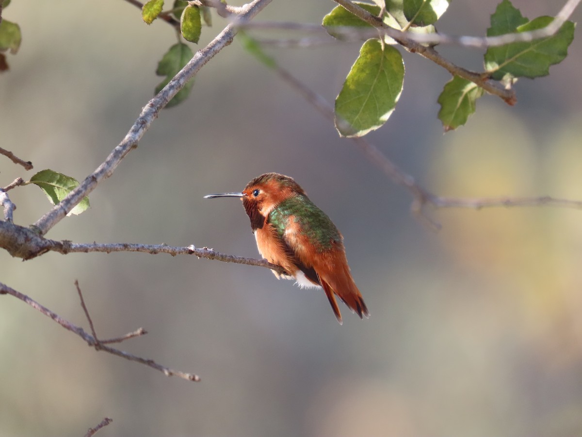 Allen's Hummingbird - ML628620896