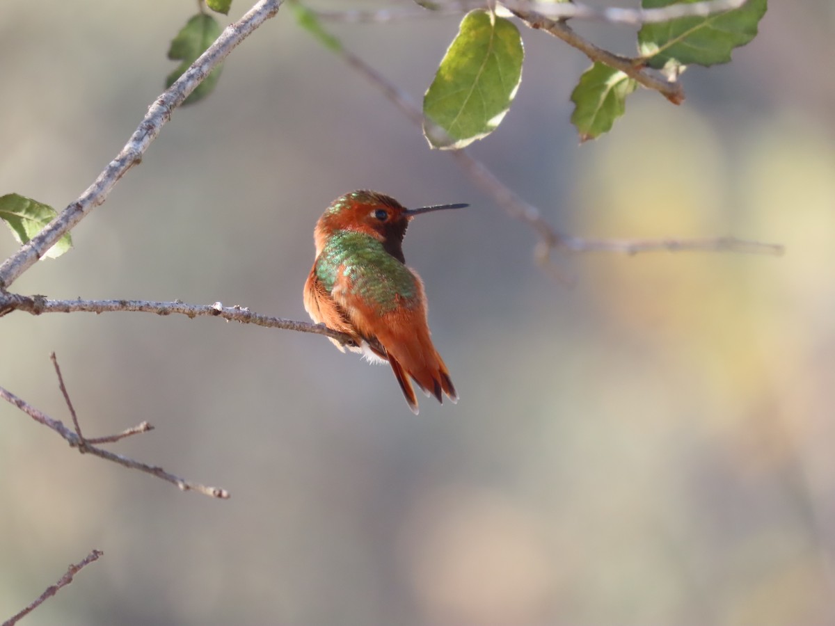 Allen's Hummingbird - ML628620928