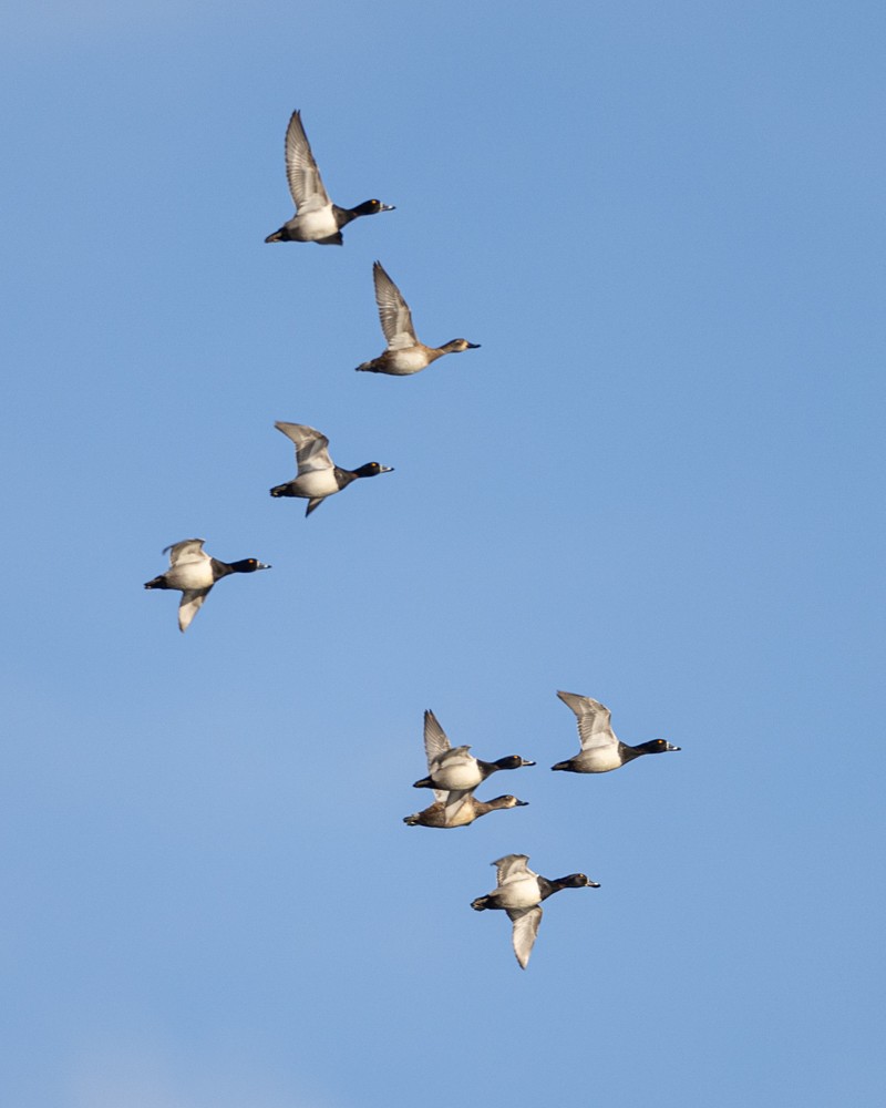 Ring-necked Duck - ML628621252