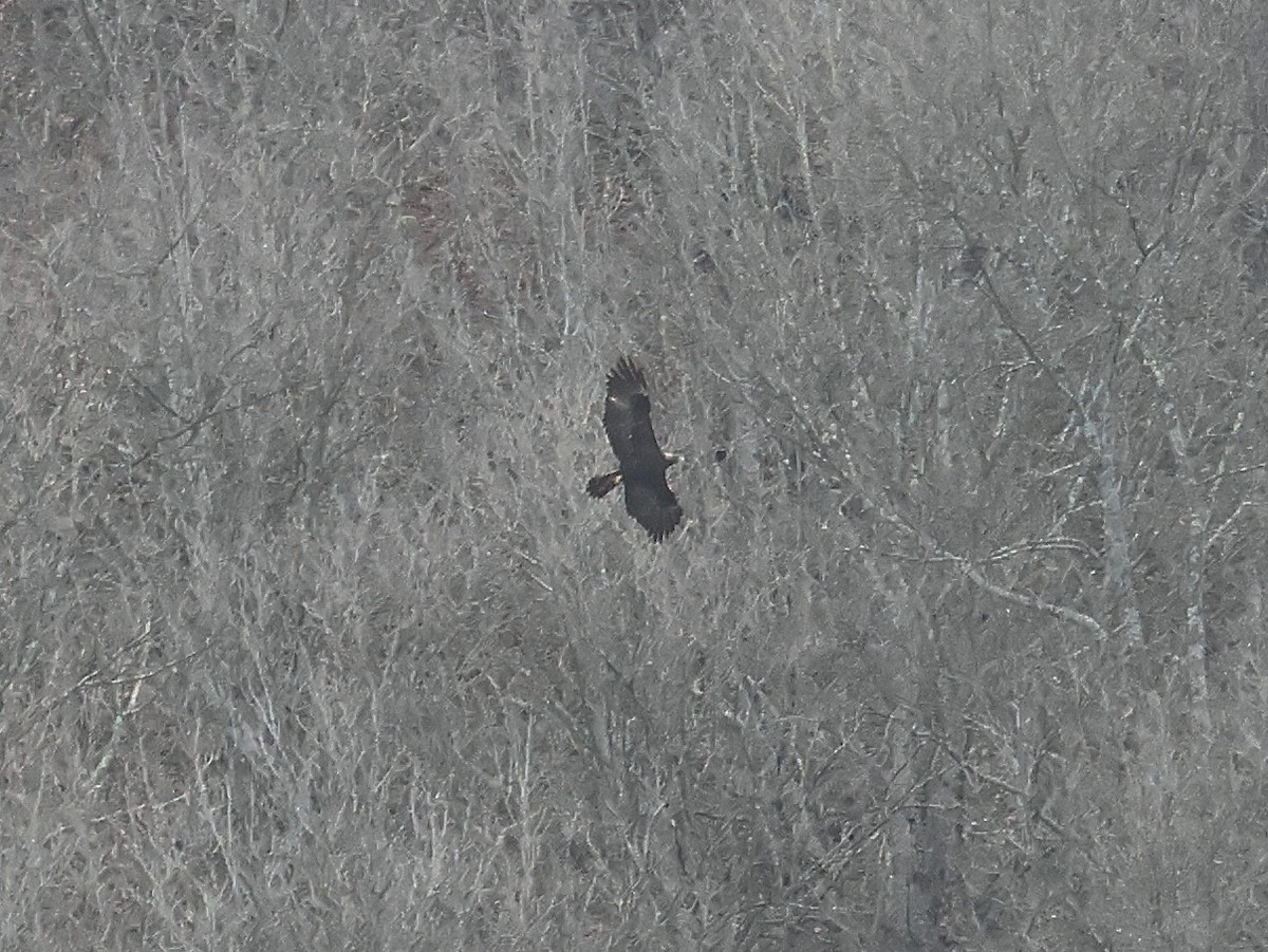 Golden Eagle - ML628621562