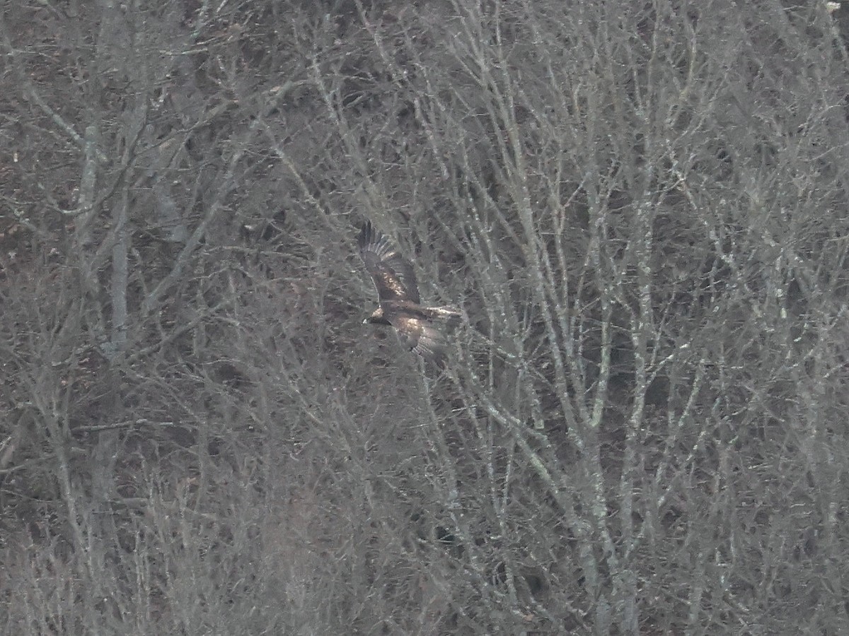 Golden Eagle - ML628621564