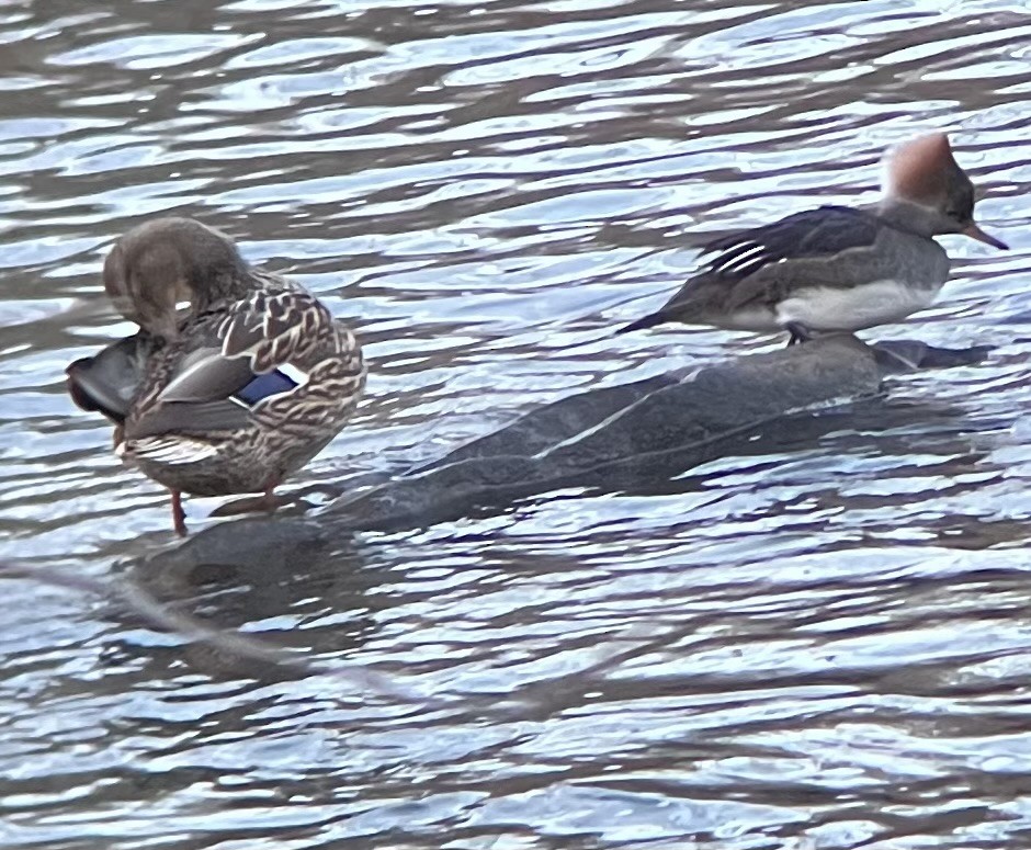 Hooded Merganser - ML628621573