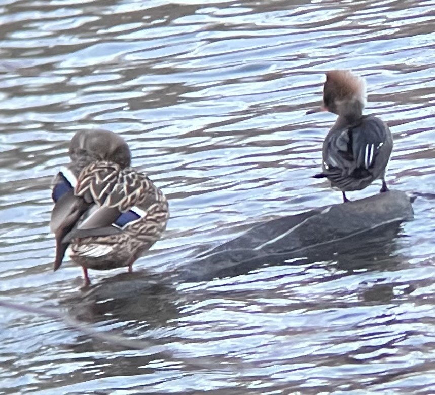 Hooded Merganser - ML628621574
