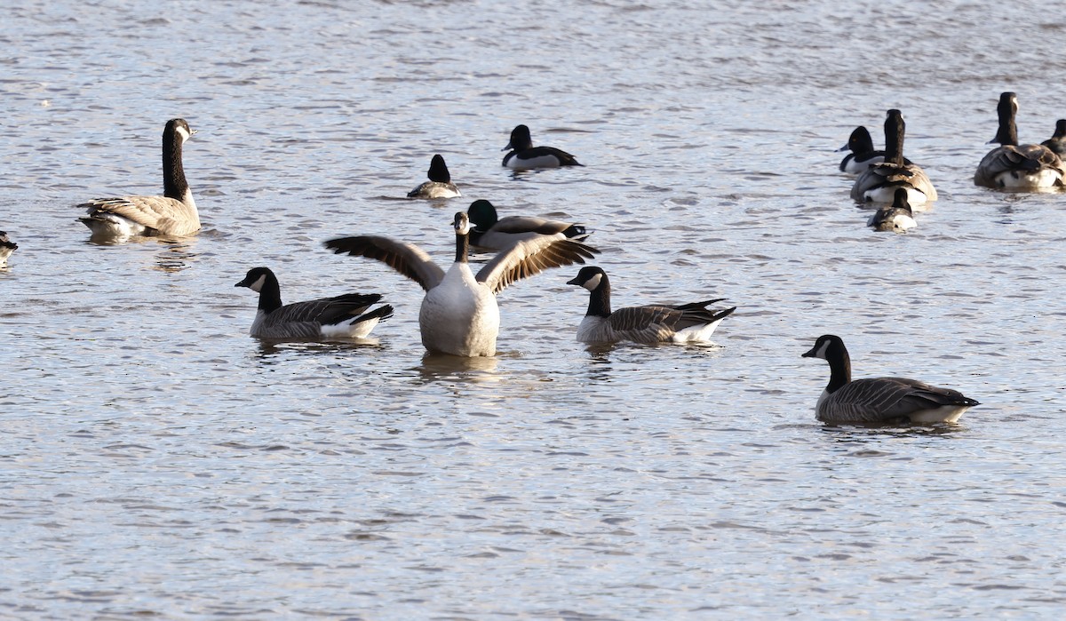 Cackling Goose (Richardson's) - ML628621649