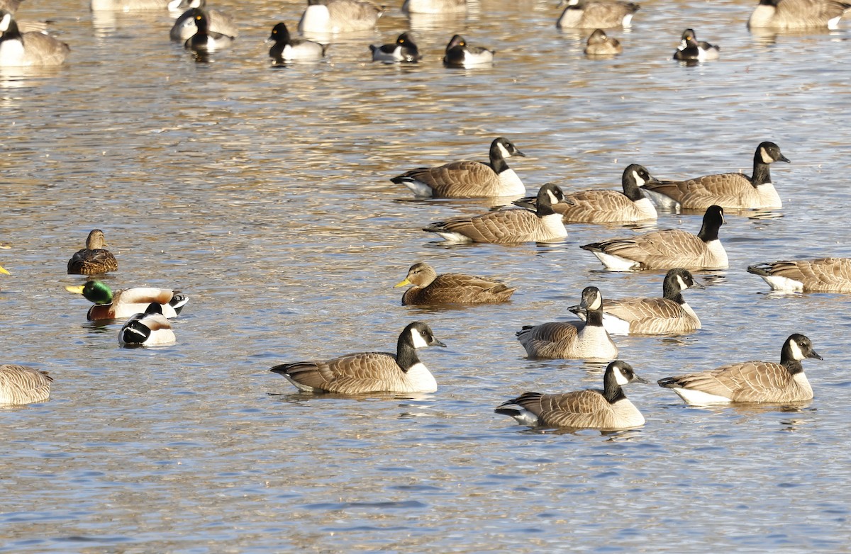 American Black Duck - ML628621657