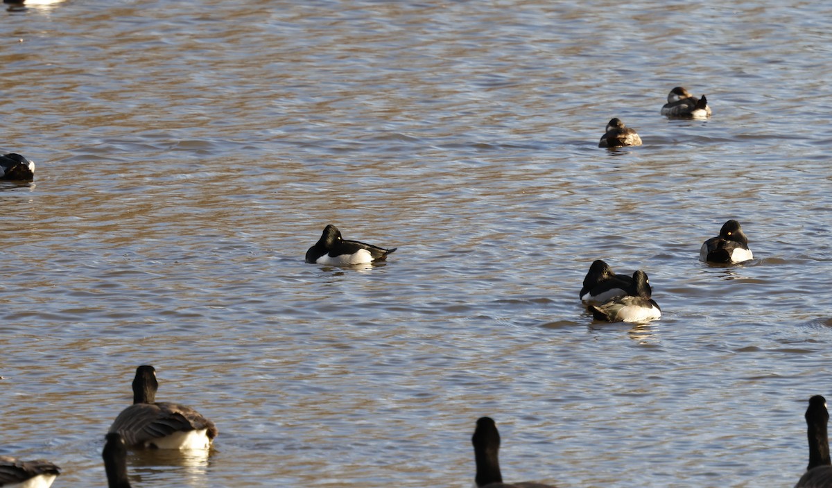 Ring-necked Duck - ML628621659