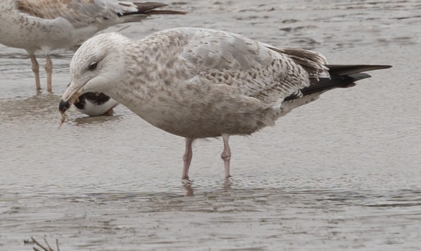 American Herring Gull - ML628621734