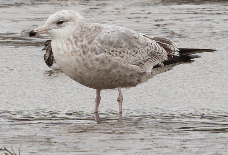 American Herring Gull - ML628621735